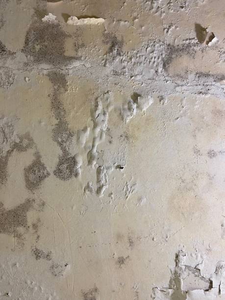 Best Toxic Mold Removal  in Chittenango, NY