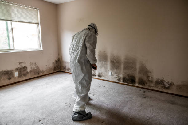 Best Residential Mold Removal  in Chittenango, NY
